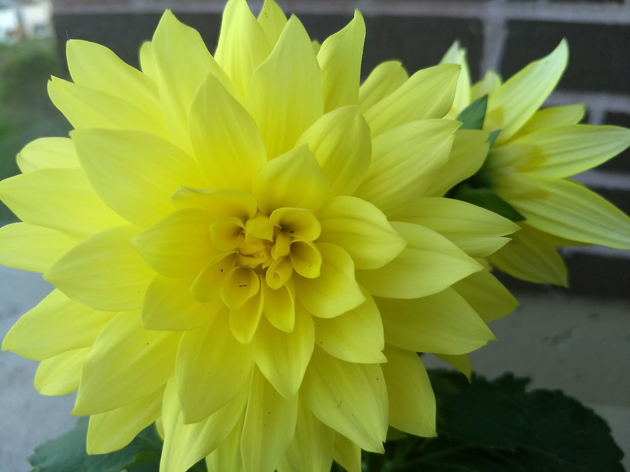 a yellow Dahlia pinnata