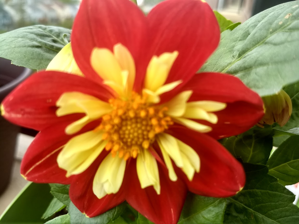 a red Dahlia pinnata